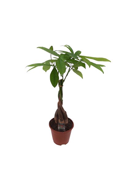 Floraria Tria's Pachira Aquatica D 14