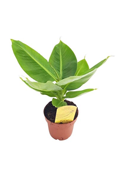 Floraria Tria's Banan - Musa Tropicana D 12