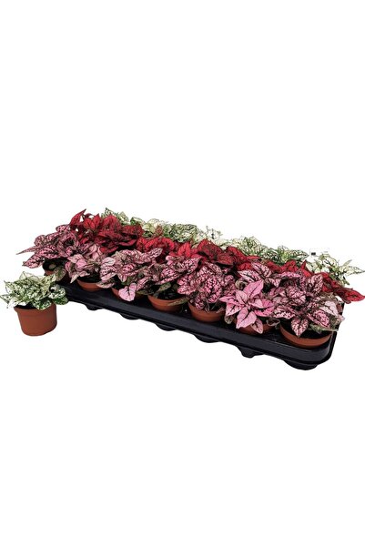 Floraria Tria's Hypoestes
