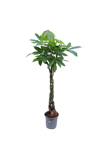 Floraria Tria's Pachira Aquatica Extra