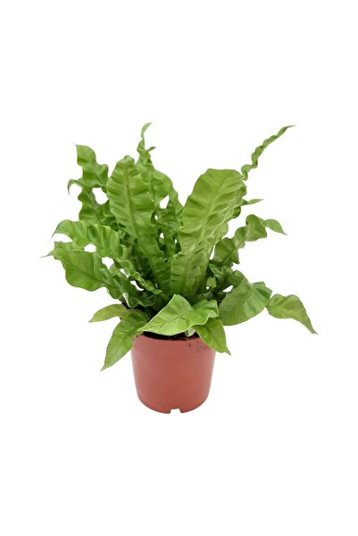 Floraria Tria's Asplenium Crispy Wave