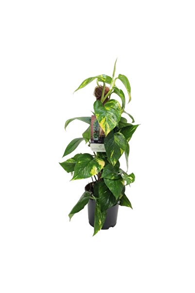 Floraria Tria's Epipremnum pe mostoc 60cm - planta telefon