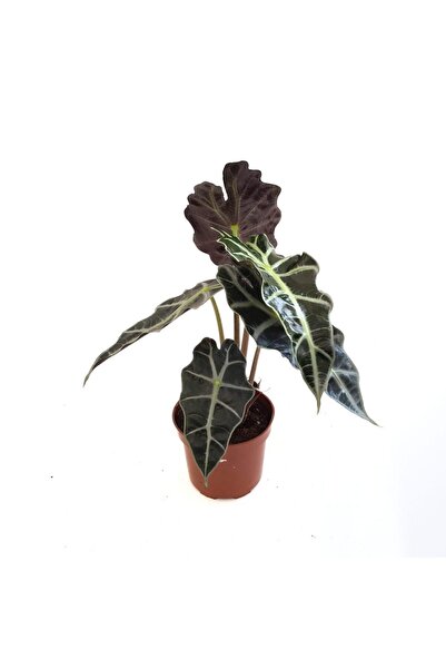 Floraria Tria's Alocasia Polly - Urechea elefantului