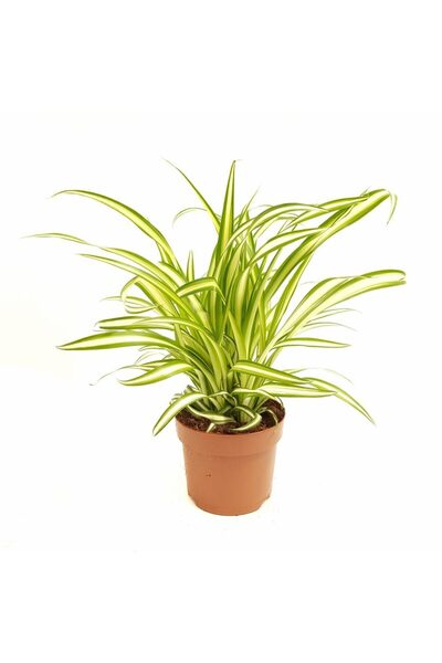 Floraria Tria's Chlorophitum Standard