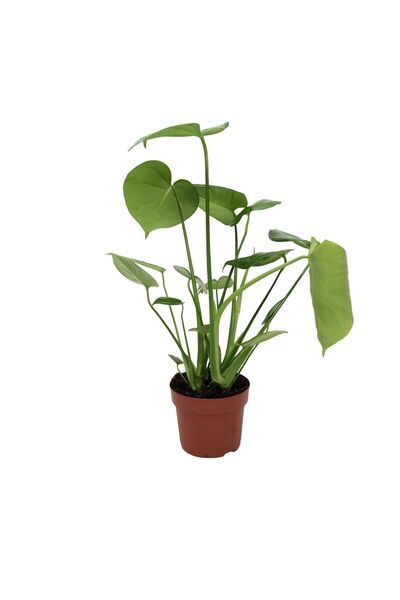 Floraria Tria's Monstera Deliciosa D 12 - planta vietii