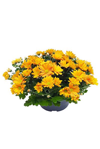 Floraria Tria's Crizantema platou