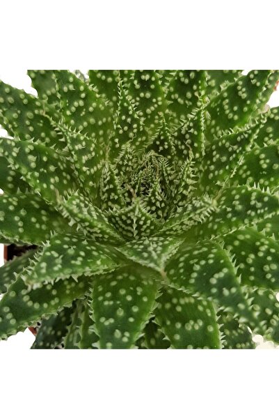 Floraria Tria's Aloe aristata - Decorativa