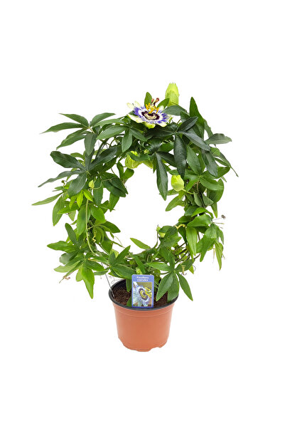 Floraria Tria's Passiflora cerulea - Floarea pasiunii