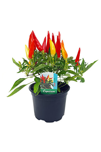 Floraria Tria's Capsicum mare D13 - Ardei Decorativ