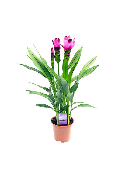 Floraria Tria's Curcuma - laleaua thailandeza
