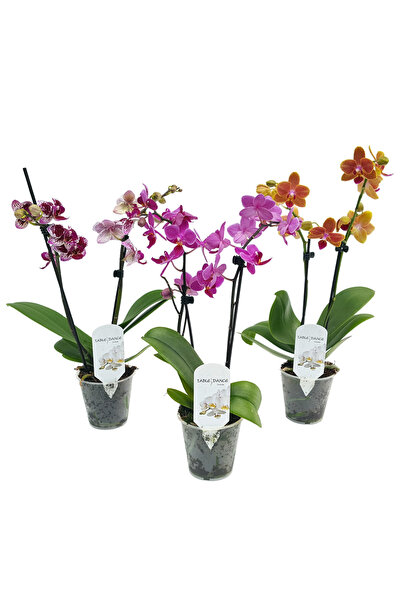 Floraria Tria's Phalaenopsis - Orhidee mica