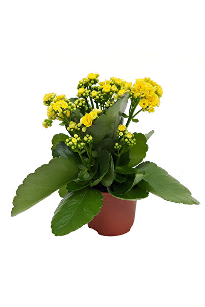 Floraria Tria's Kalanchoe calandiva standard