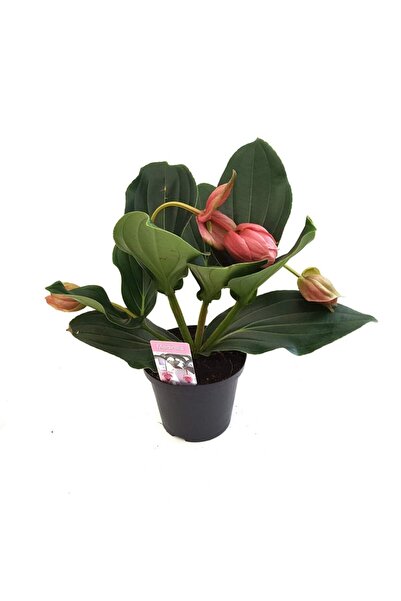 Floraria Tria's Medinilla magnifica mica