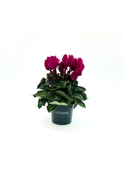 Floraria Tria's Cyclamen mini
