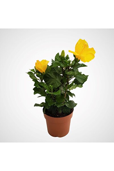 Floraria Tria's Hibiscus extra - Trandafirul Chinezesc