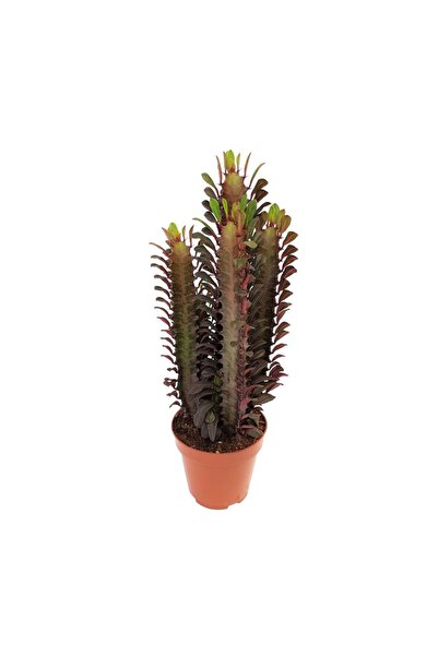 Floraria Tria's Euphorbia Rubra cactus