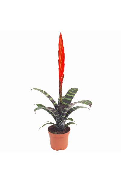 Floraria Tria's Vriesea Splenriet