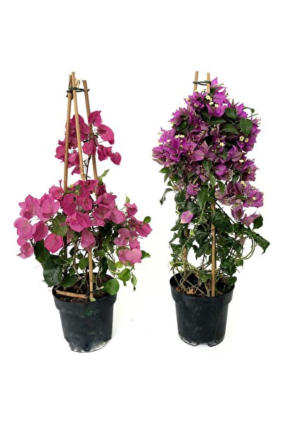 Floraria Tria's Bougainvillea piramida-Floarea de hartie