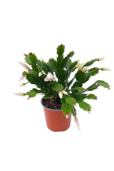 Floraria Tria's Schlumbergera - Craciunica