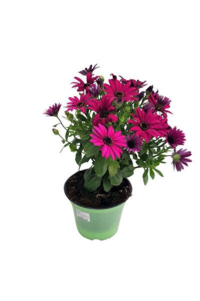 Floraria Tria's Osteospermum Grecia- Margareta africana