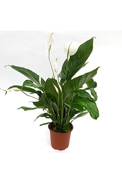 Floraria Tria's Spathiphyllum Swett Silvio
