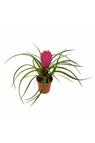 Floraria Tria's Tillandsia mini