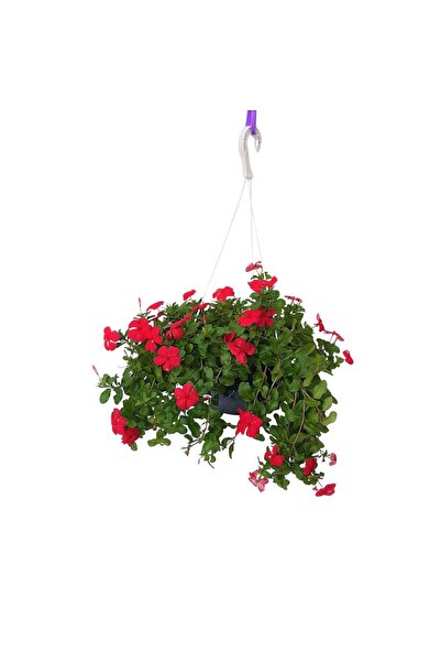 Floraria Tria's Vinca in bol