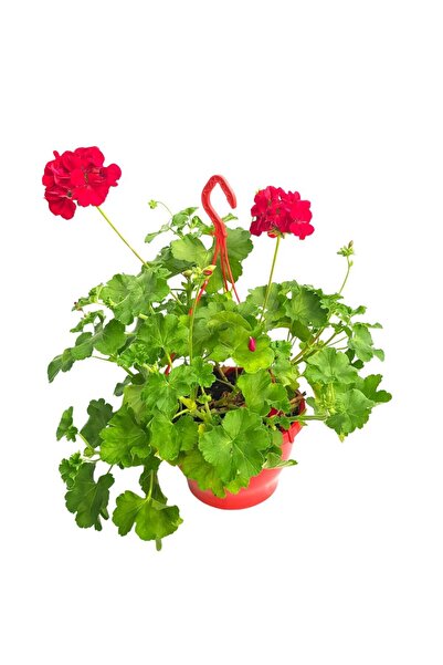 Floraria Tria's Muscate bol rosu Caliope Grecia