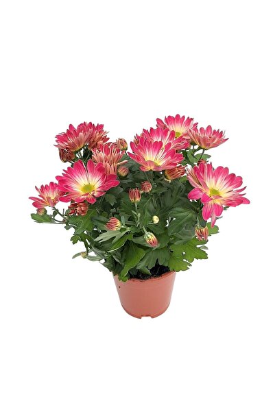 Floraria Tria's Crizantema Anastasia Madiba