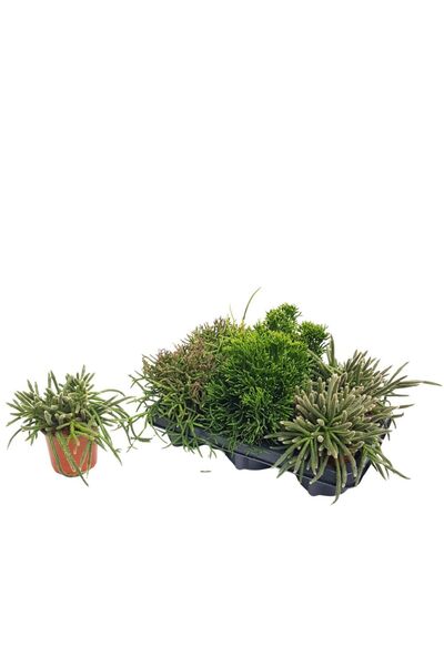 Floraria Tria's Rhipsalis -Mixt de sortimente