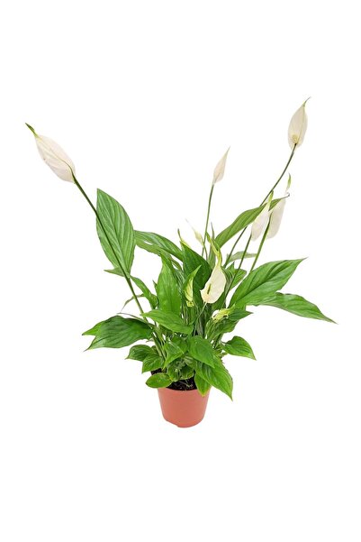 Floraria Tria's Spathiphyllum Alana