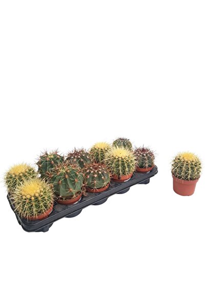 Floraria Tria's Cactus Echinocatus grusoni- Perna soacrei