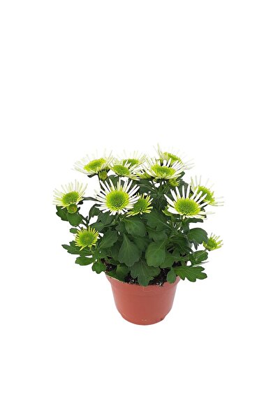 Floraria Tria's Crizantema Extra Splash