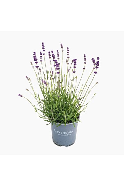 Floraria Tria's Lavanda - Lavandula angustifolia D14