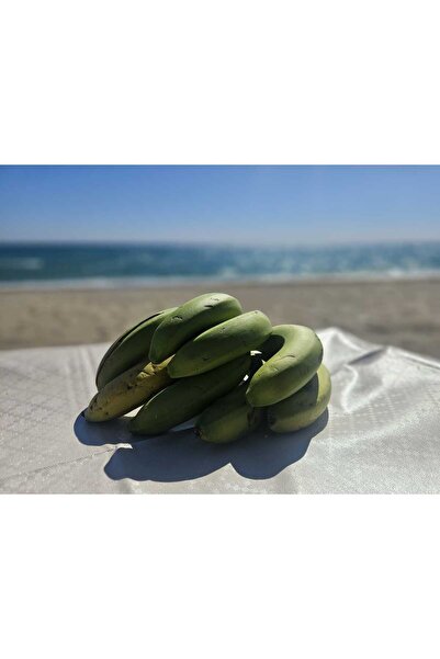 Akabo Avokado Organik Muz - 1 Kg