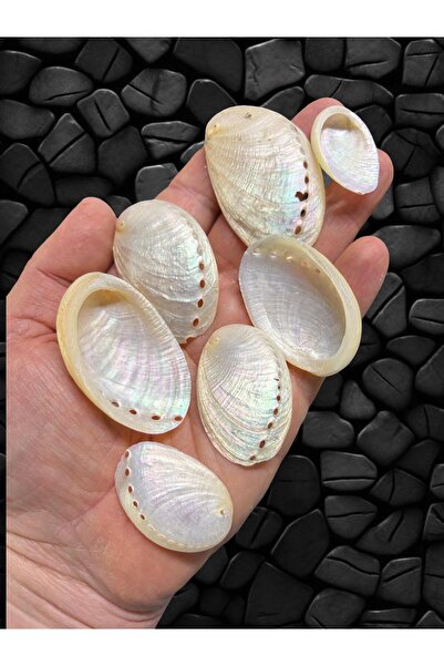 Flea Market Premium Saf Sedefli Deniz Kabuğu - 40 gr Ort. 30 Adet