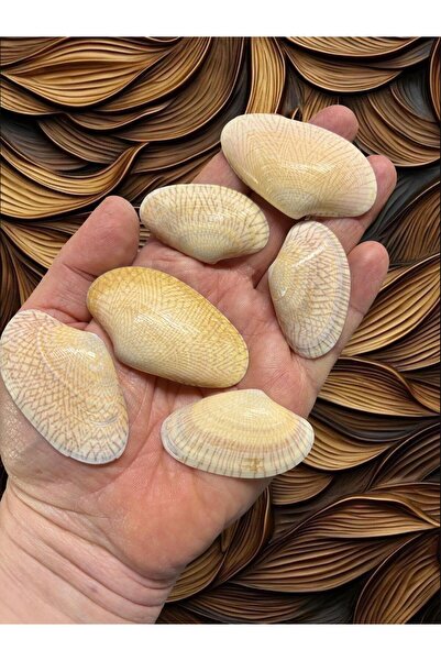 izmir bit pazarı Margarita - Special ithal Deniz Kabuğu - 50gr Ort. 15 Adet