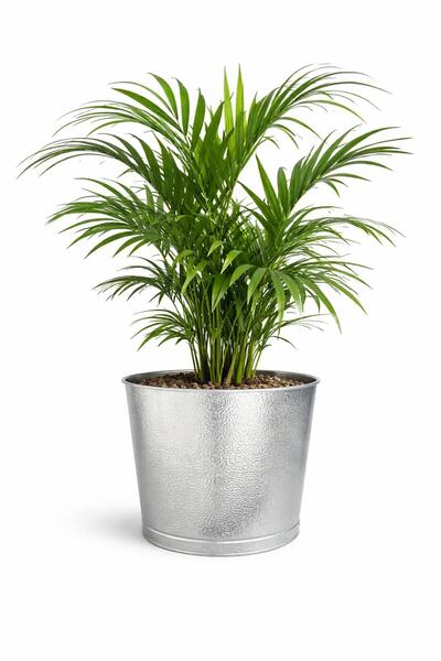 NATURELMETAL GALVANİZ METAL SAKSI İÇ VE DIŞ MEKAN KÜÇÜK BOY ---28 CM ÇAP, 24 ...