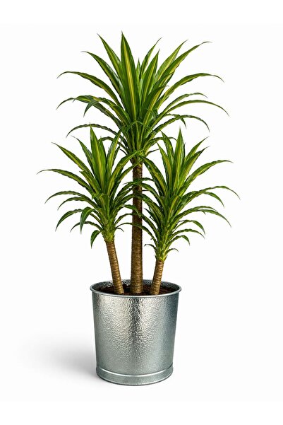 NATURELMETAL GALVANİZ METAL SAKSI İÇ VE DIŞ MEKAN ORTA BOY ---36 CM ÇAP, 30 C...