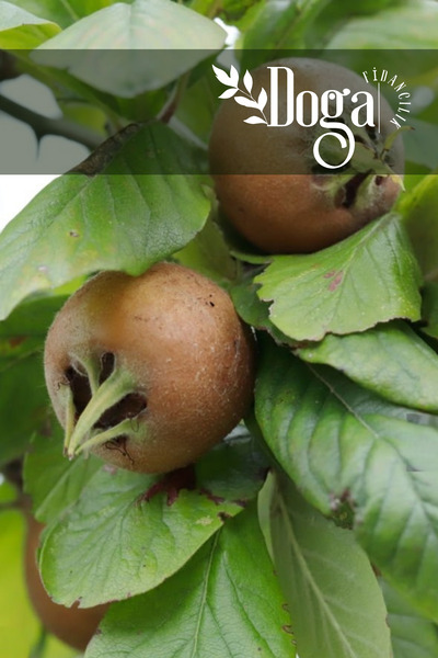 DOĞA FİDANCILIK Tüplü Muşmula ( Döngel ) Fidanı 3 Yaş