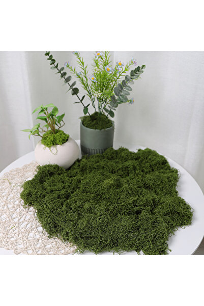 Choice1 طحلب اصطناعي أخضر A-30X120 للحرف اليدوية - طحلب محفوظ صناعي لتزيين ال...