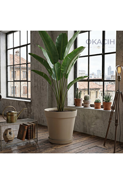 okacih Modern Tabaklı Saksı 32 cm 15 Litre Büyük Boy Dekoratif Saksı