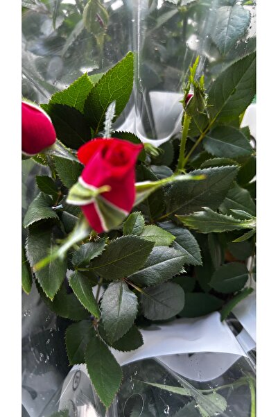 GARDENLİFEBOTANİK Bodur gül 4 lü set