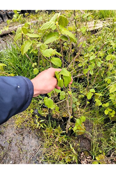 DOĞUKAN YILMAZ ŞENGÜL 60cm fındık fidanı delisava çakıldak