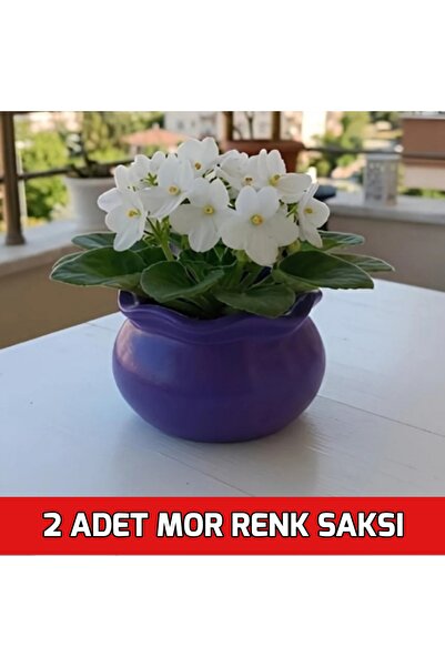 E.M.S AVM 2 ADET MOR RENK MENEKŞE SAKSISI SUKULENT SAKSISI MUMLUK KIVRIMLI 10...