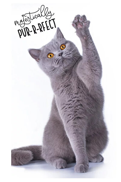 OEM Cat Pur-r-reft Βαμβακερή Πετσέτα Χεριών 30x50 εκ. Λευκή