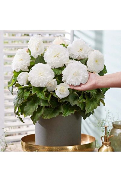 AnamurNaturel iri Çiçekli Nadir Tür Geniş Yaprak Double White Begonya Çiçeği Soğanı (1 adet)