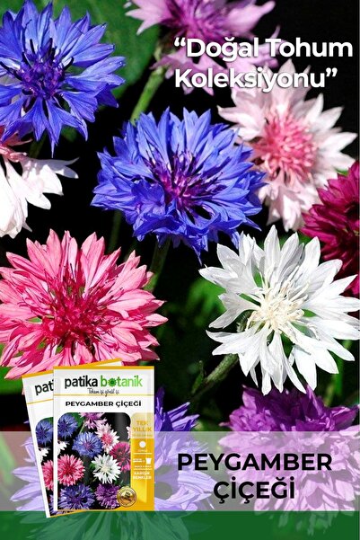 Patika Botanik 50 Adet Peygamber Çiçeği