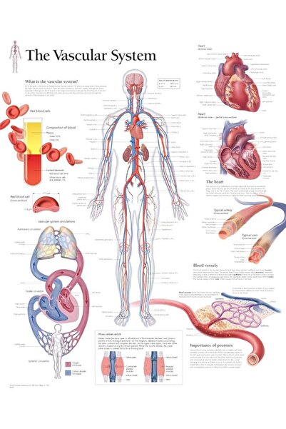 Generic Vascular System Chart: Laminated Wall Chart