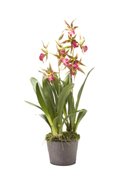 Roberto Rossi Orhidee Oncidium 75 cm